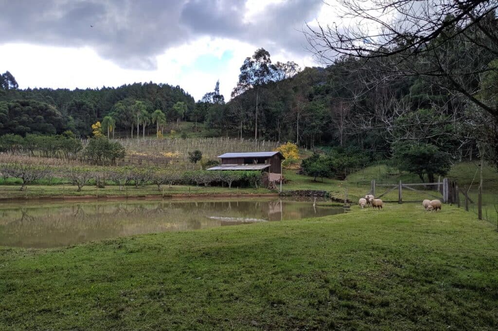 A imagem mostra uma paisagem rural no entorno do Vale do Quilombo, uma das opções de o que fazer em Gramado e Canela, RS. Em primeiro plano, há um lago cercado por uma área gramada onde algumas ovelhas estão pastando. No fundo da imagem, há uma colina coberta de vegetação variada, incluindo árvores altas e vinhedos. No centro, um pequeno celeiro de madeira está localizado próximo ao lago, adicionando um elemento rústico à cena. O céu está parcialmente nublado, criando um contraste entre a tranquilidade do campo e a imponência das nuvens. A imagem transmite uma sensação de paz e serenidade típica das áreas rurais.