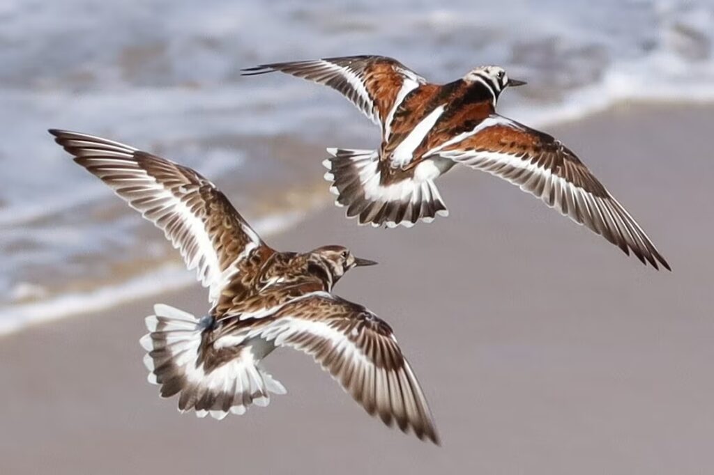 Duas aves com penas brancas e marrons sobrevoando uma praia em Fernando de Noronha durante o dia.