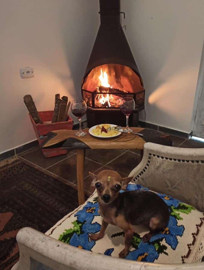 Um cachorrinho sentado na poltrona da Aldeia Parque Pousada Rural, atrás uma bancada com vinho e no fundo uma lareira.