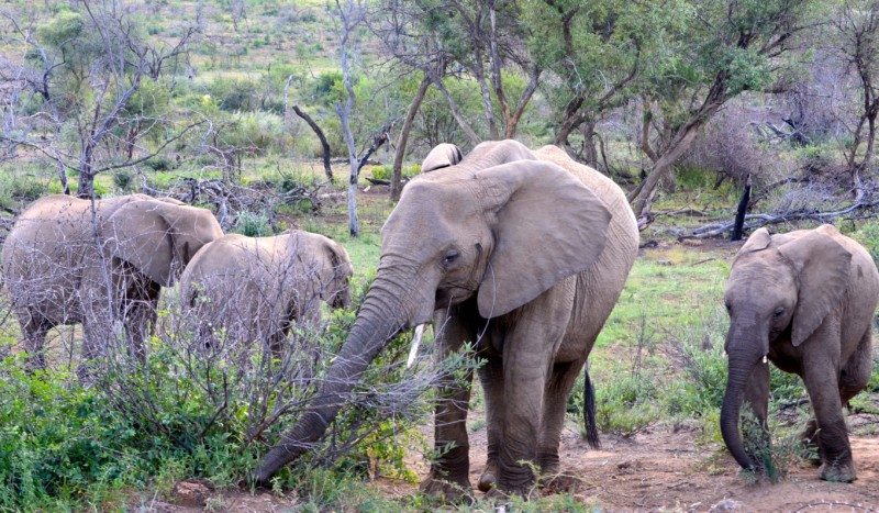 Um grupo de elefantes pasta entre arbustos e árvores em uma área gramada.