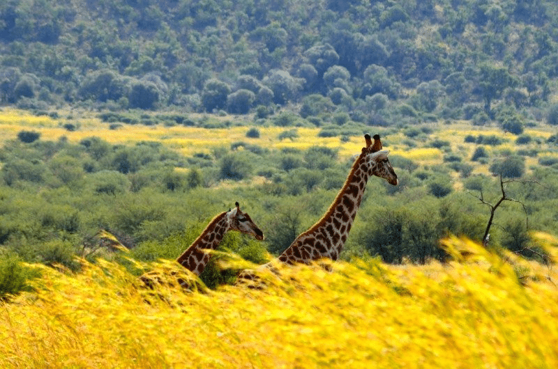 Duas girafas caminhando pela grama alta do Pilansberg National Park em uma paisagem de savana, com um fundo de árvores e colinas sob um céu parcialmente nublado. Representa Joanesburgo.