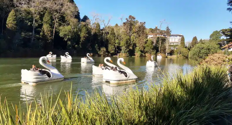 Pedalinhos em forma de cisne flutuam em um lago sereno cercado por árvores sob um céu azul claro.