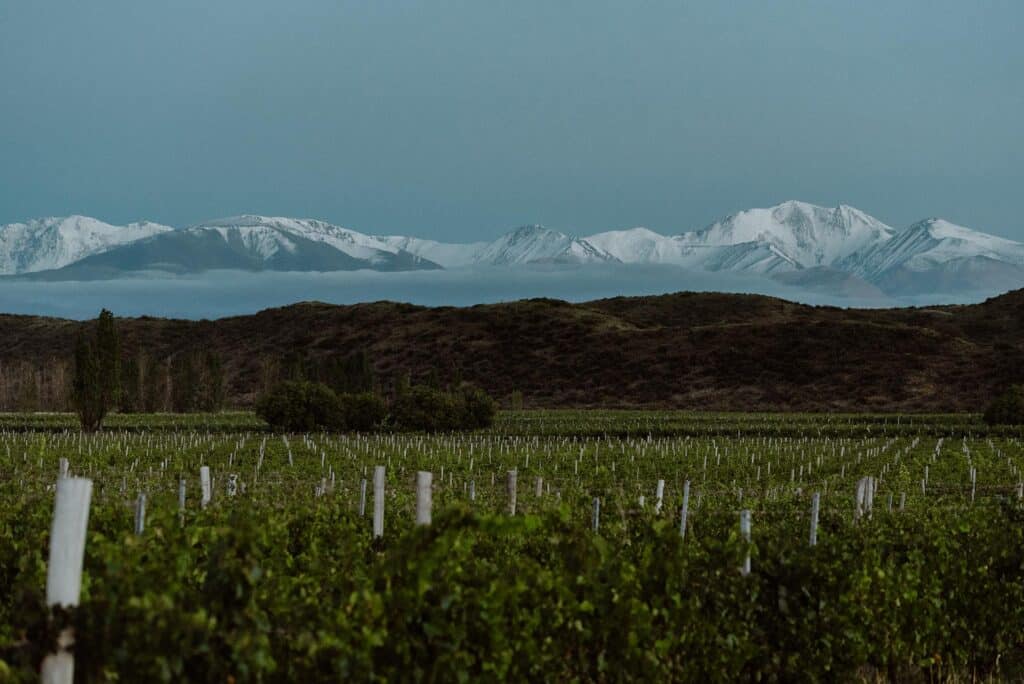 Vinhedo El Enemigo com fileiras verdejantes de plantas, colinas distantes e montanhas cobertas de neve sob um céu claro.