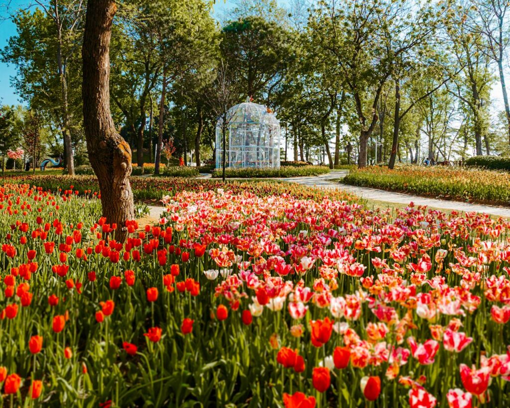 Um jardim vibrante com tulipas vermelhas e rosas em primeiro plano, uma árvore à esquerda e um mirante cercado por árvores ao fundo. Esse é o parque Gülhane, uma das opções de o que fazer em Istambul.