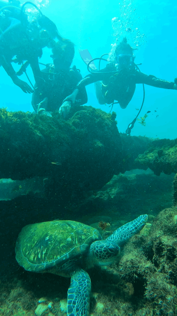 Dois mergulhadores nadam perto de uma tartaruga marinha descansando em uma rocha debaixo d'água com a luz do sol filtrando pela água.
