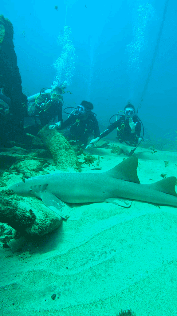 Três mergulhadores observam um grande tubarão-lixa descansando no fundo arenoso do oceano, perto de uma estrutura submersa.