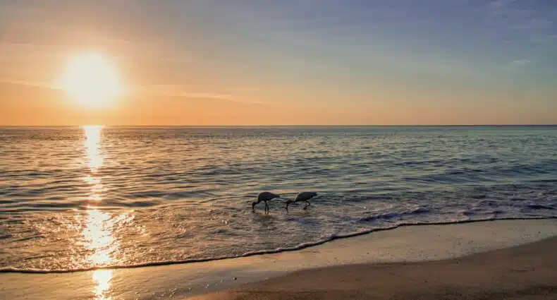 Dois pássaros nadando na beira da água em uma praia de Sarasota, na Flórida, durante o pôr do sol, com o sol baixo em um céu parcialmente nublado.