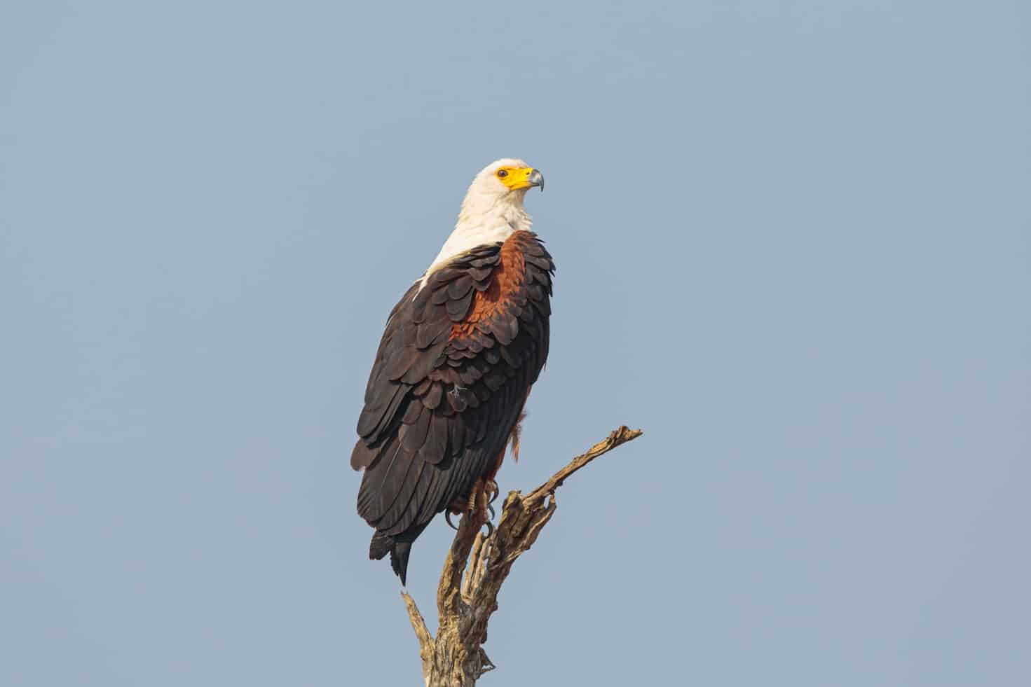 Uma águia-pesqueira africana com cabeça branca e penas escuras está pousada em um galho de árvore nu contra um céu azul claro no Kruger National Park.
