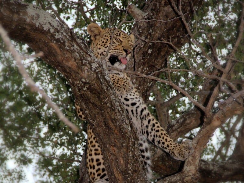 Um leopardo em cima de uma árvore na savana africana. Representa o post sobre Safári no Kruger National Park.