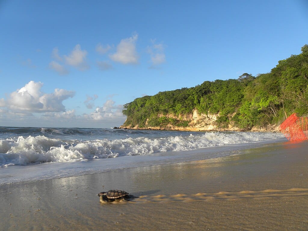 Tartaruga em uma praia de areia com ondas suaves, um penhasco com vegetação exuberante ao fundo e uma pequena seção de rede laranja.