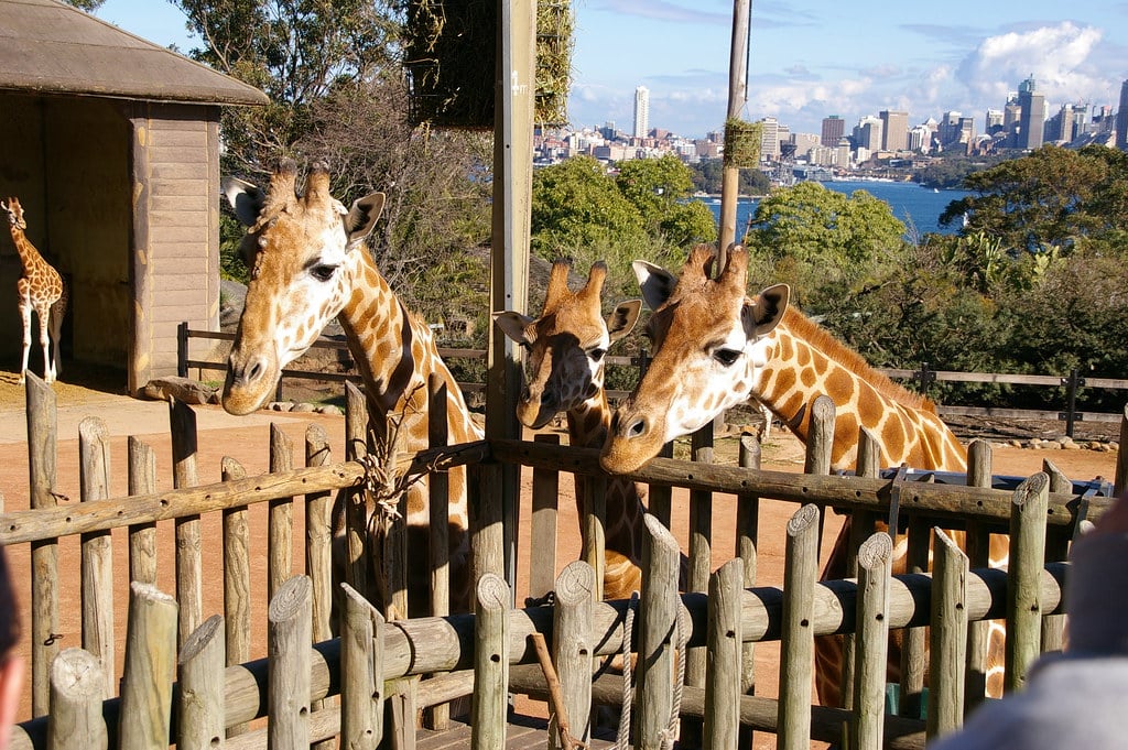 Três girafas atrás de uma cerca de madeira no Taronga Zoo, com o horizonte da cidade e árvores visíveis ao fundo. Essa é uma das opções de o que fazer em Sydney.