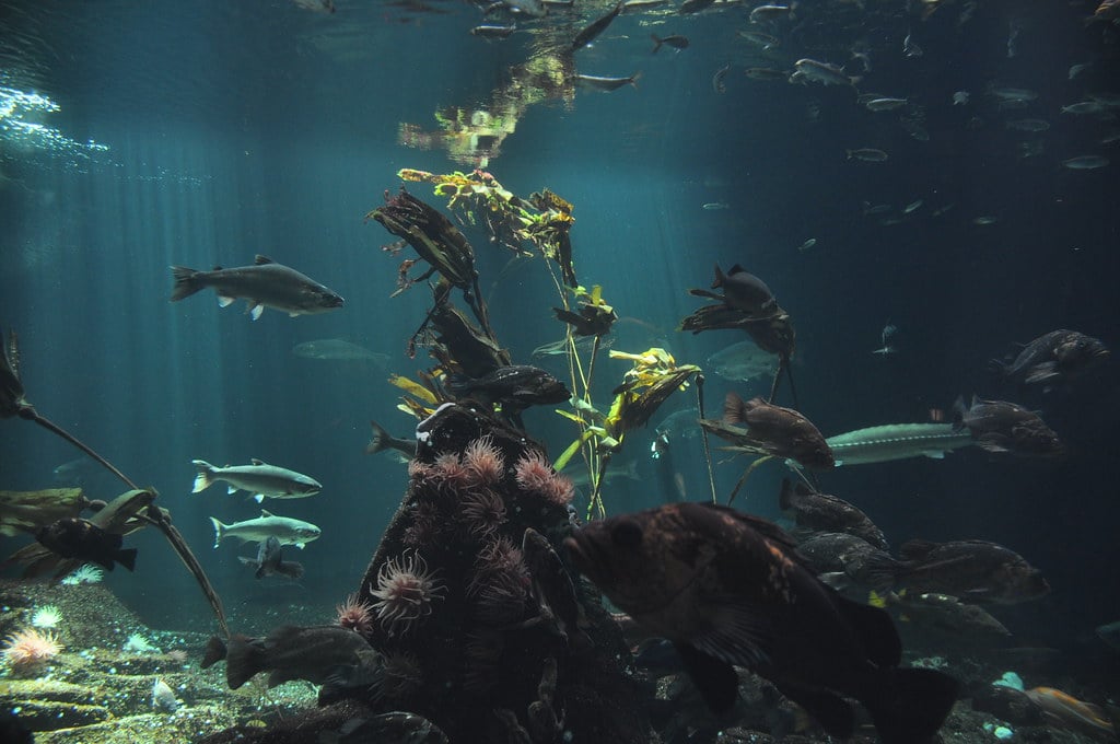 Vancouver Aquarium com vários peixes nadando ao redor de corais e algas marinhas em água mal iluminada. Filtros de luz solar de cima. Imagem para ilustrar post sobre o que fazer em Vancouver.