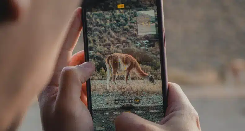 Pessoa tirando uma foto de um guanaco pastando com um smartphone da janela do carro, com uma paisagem árida ao fundo, para ilustrar o post de eSIM Bariloche