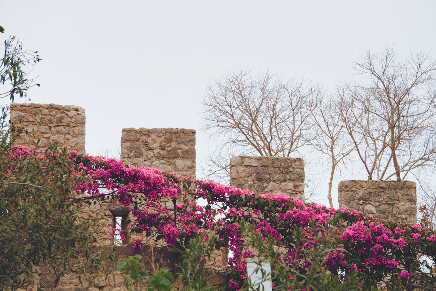 Muro de pedra do Castelo de Tavira, um dos pontos turísticos de Portugal, com ameias cobertas de buganvílias rosa-choque. Árvores nuas e vegetação cercam o muro sob um céu cinza.