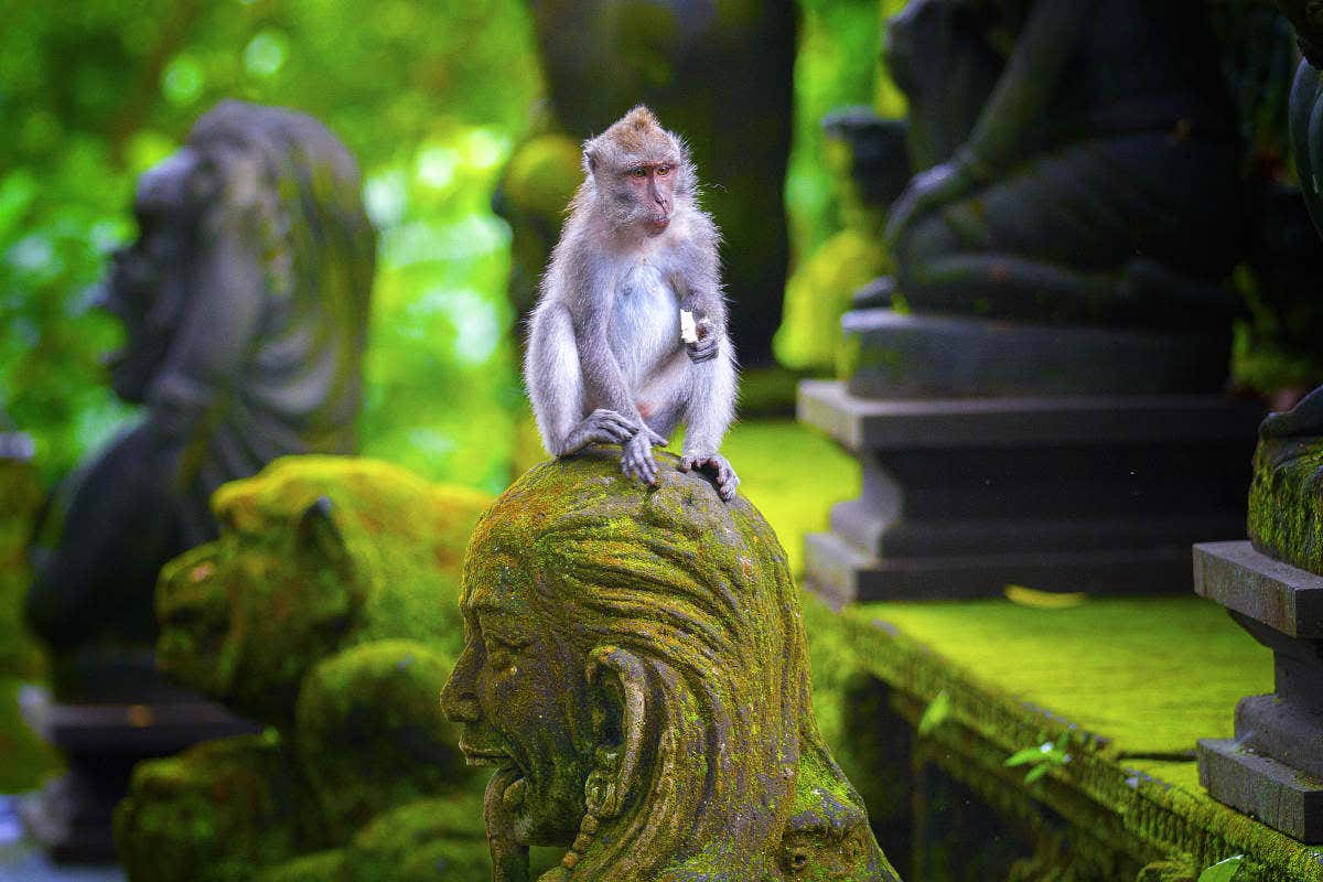 Macaco sentado em uma estátua coberta de musgo em um cenário de floresta exuberante com mais estátuas ao fundo. É na Floresta dos Macacos, ilustrando o post sobre o que fazer em Ubud.