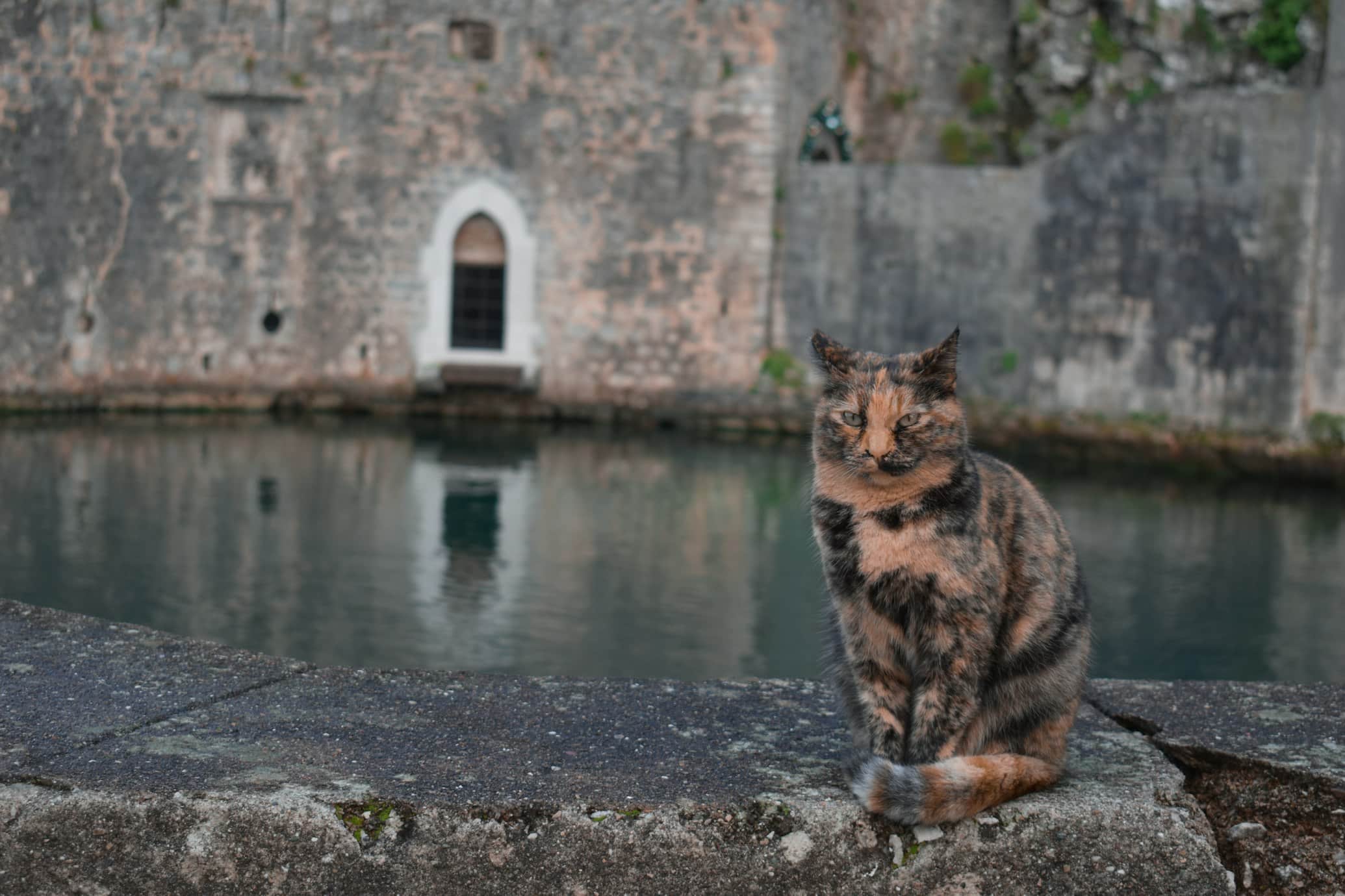 Um gato malhado está sentado em uma saliência de pedra em frente a um fosso com paredes de pedra desgastadas e uma pequena porta em arco ao fundo, em Kotor, Montenegro.