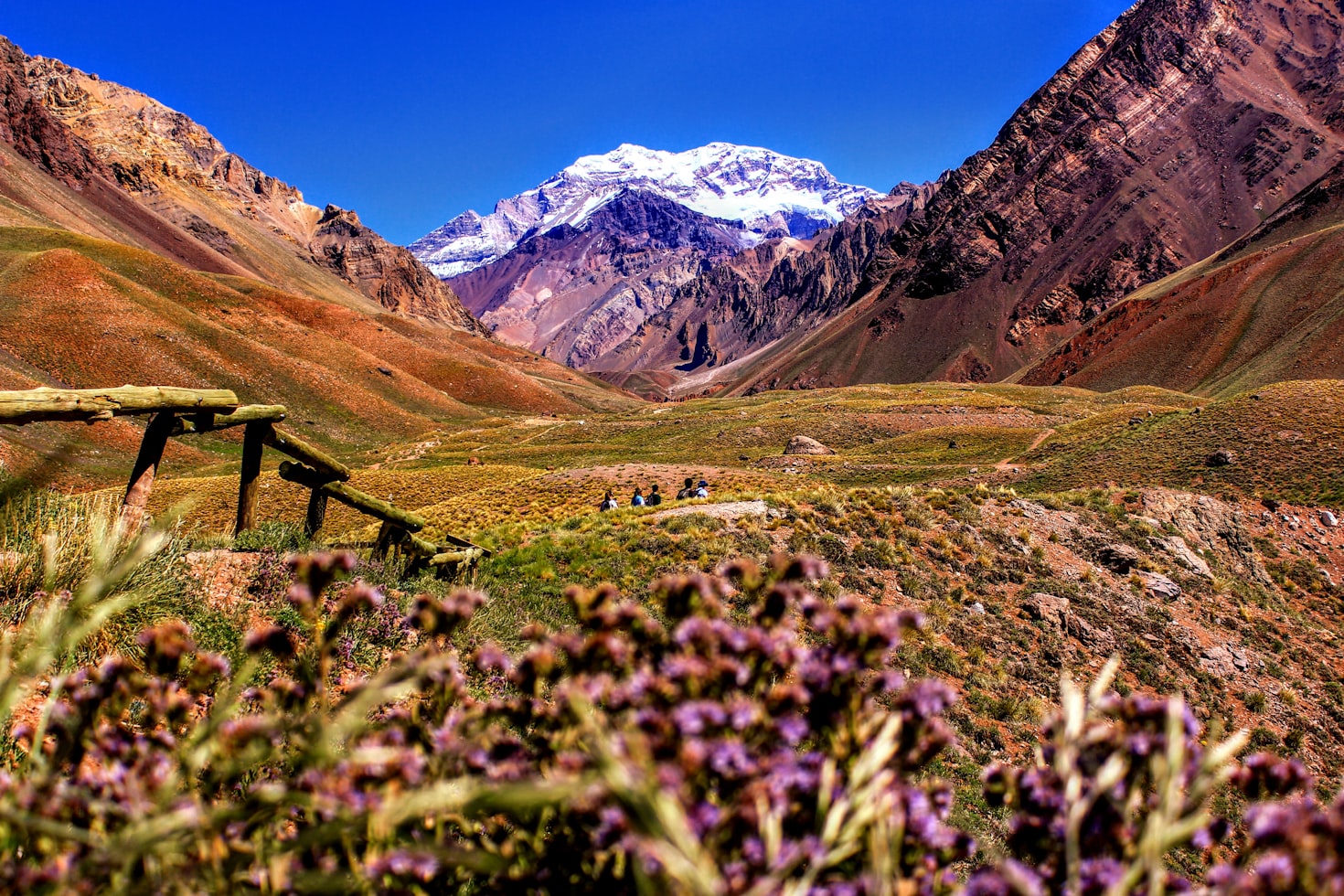 Paisagem de montanha com um pico coberto de neve sob um céu azul claro. O primeiro plano mostra uma cerca de madeira e flores silvestres roxas.