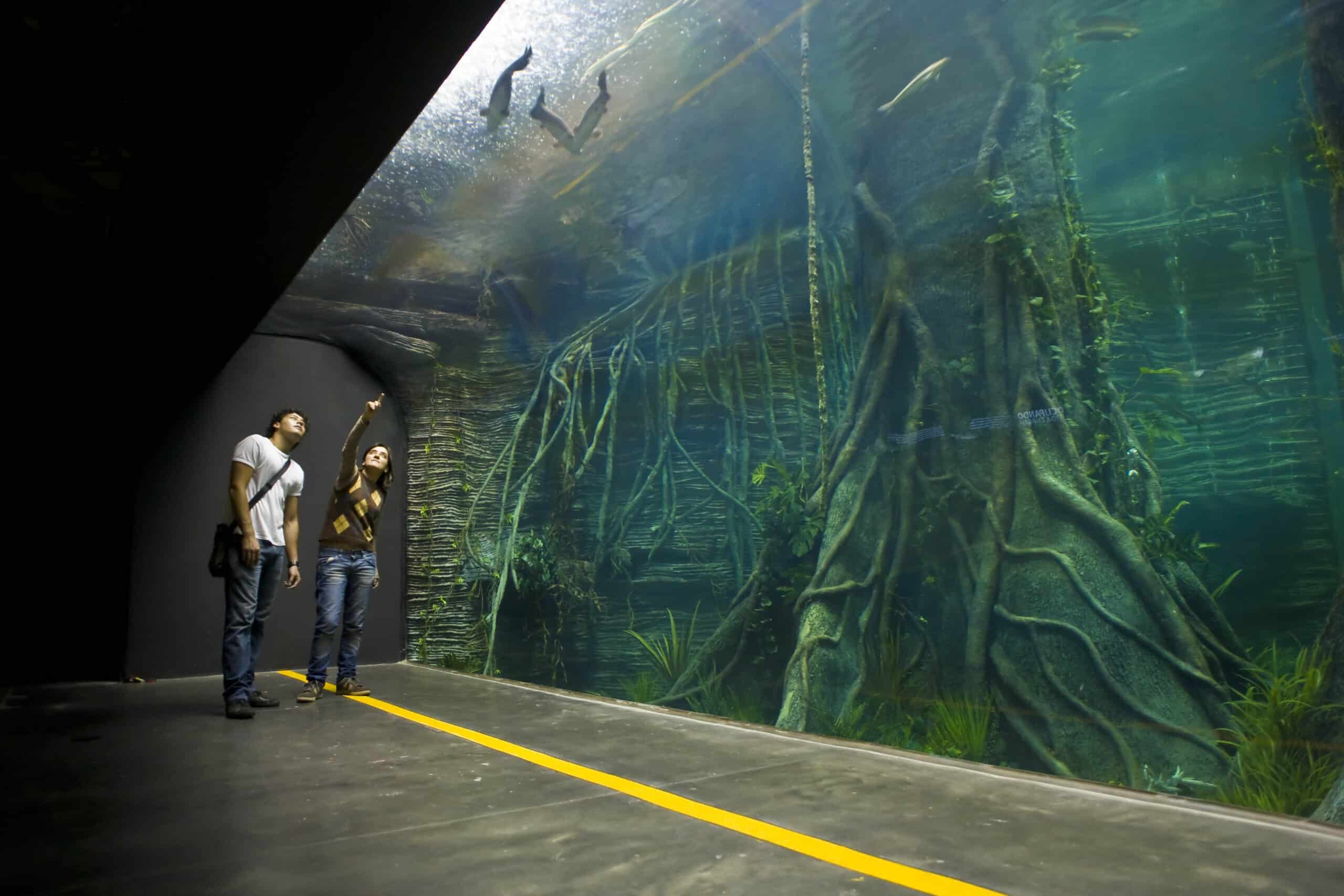 Duas pessoas estão ao lado de um grande aquário do Parque Explora, com uma delas apontando para peixes nadando perto das raízes de uma árvore submersa.
