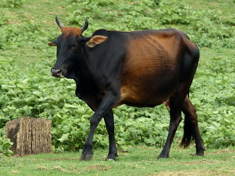 Uma vaca marrom no Parque Nacional Udawalawe e preta com chifres curtos está na grama, cercada por vegetação, perto de um toco de árvore.