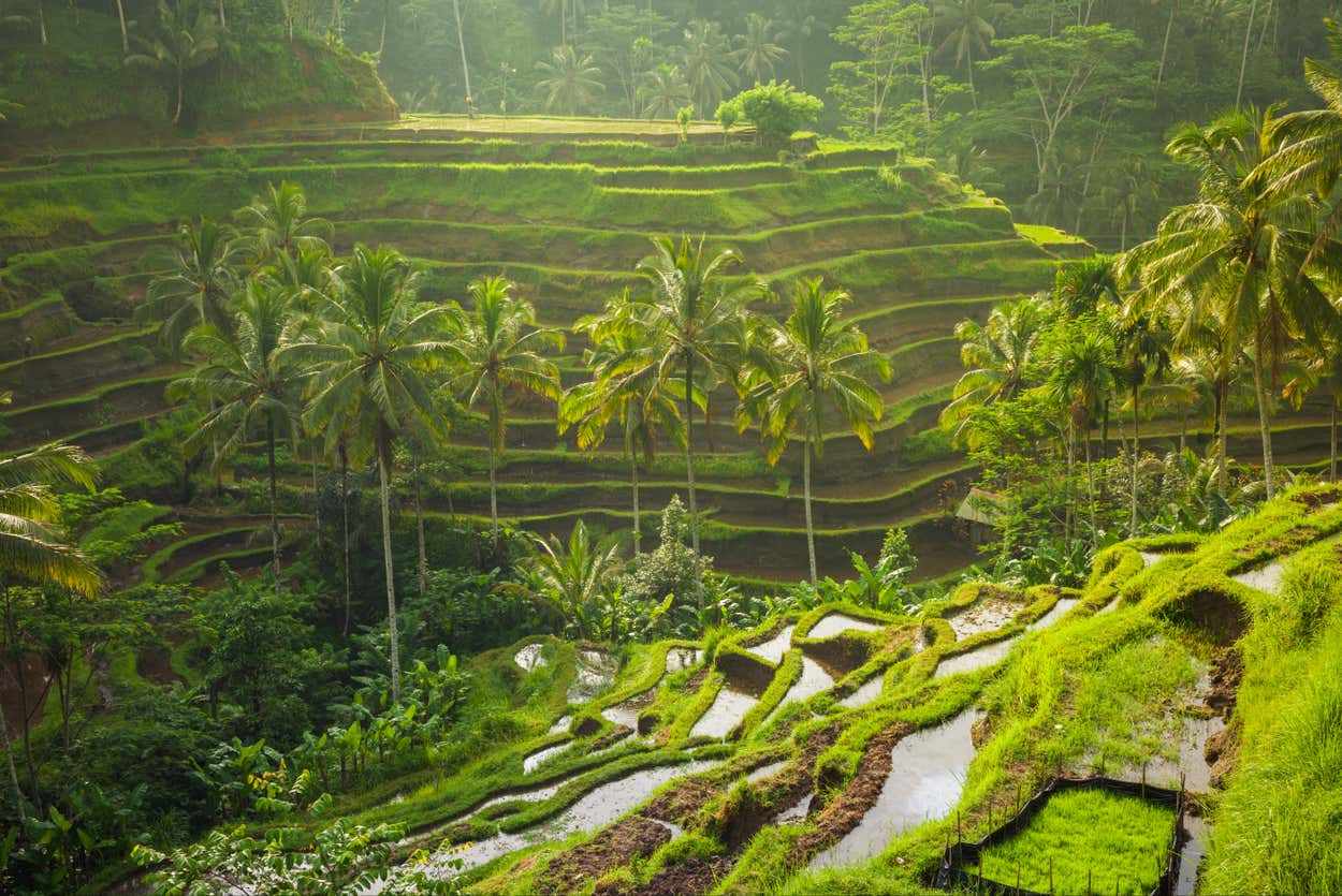 Campos de arroz verdejantes em terraços com palmeiras em um ambiente tropical, banhados por uma suave luz solar, criando uma paisagem serena. Ilustra o post sobre onde ficar em Ubud