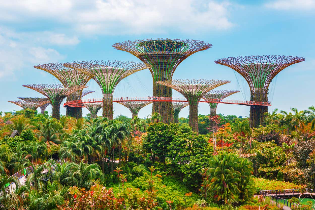 Estruturas gigantescas do Gardens by the Bay semelhantes a árvores, com pontes de conexão, erguem-se acima de uma vegetação exuberante sob um céu azul, lembrando um jardim futurista. Ilustra o que fazer em Singapura.