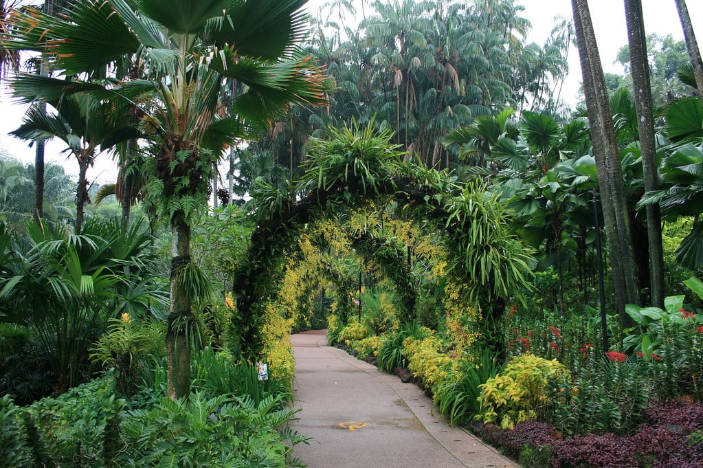 Jardim botânico exuberante com um caminho sob um arco coberto de plantas verdes e cercado por folhagens tropicais. Ilustra o que fazer em Singapura.