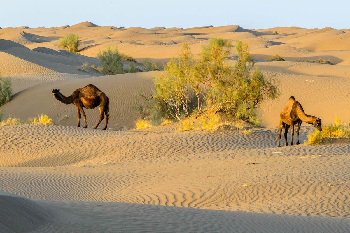 Dois camelos estão na Maranjab Desert com vegetação esparsa e dunas onduladas sob um céu azul claro. Imagem para ilustrar post sobre o que fazer no Irã.