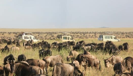 eSIM Serengeti: Conheça o parque com internet ilimitada