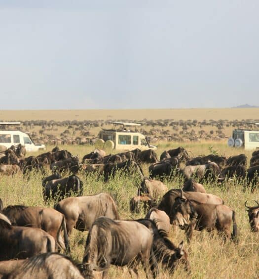 Um grande rebanho de gnus pasta na grama enquanto dois veículos de safári estão estacionados ao fundo na planície aberta, que pode ser conhecido com o eSIM Serengeti.