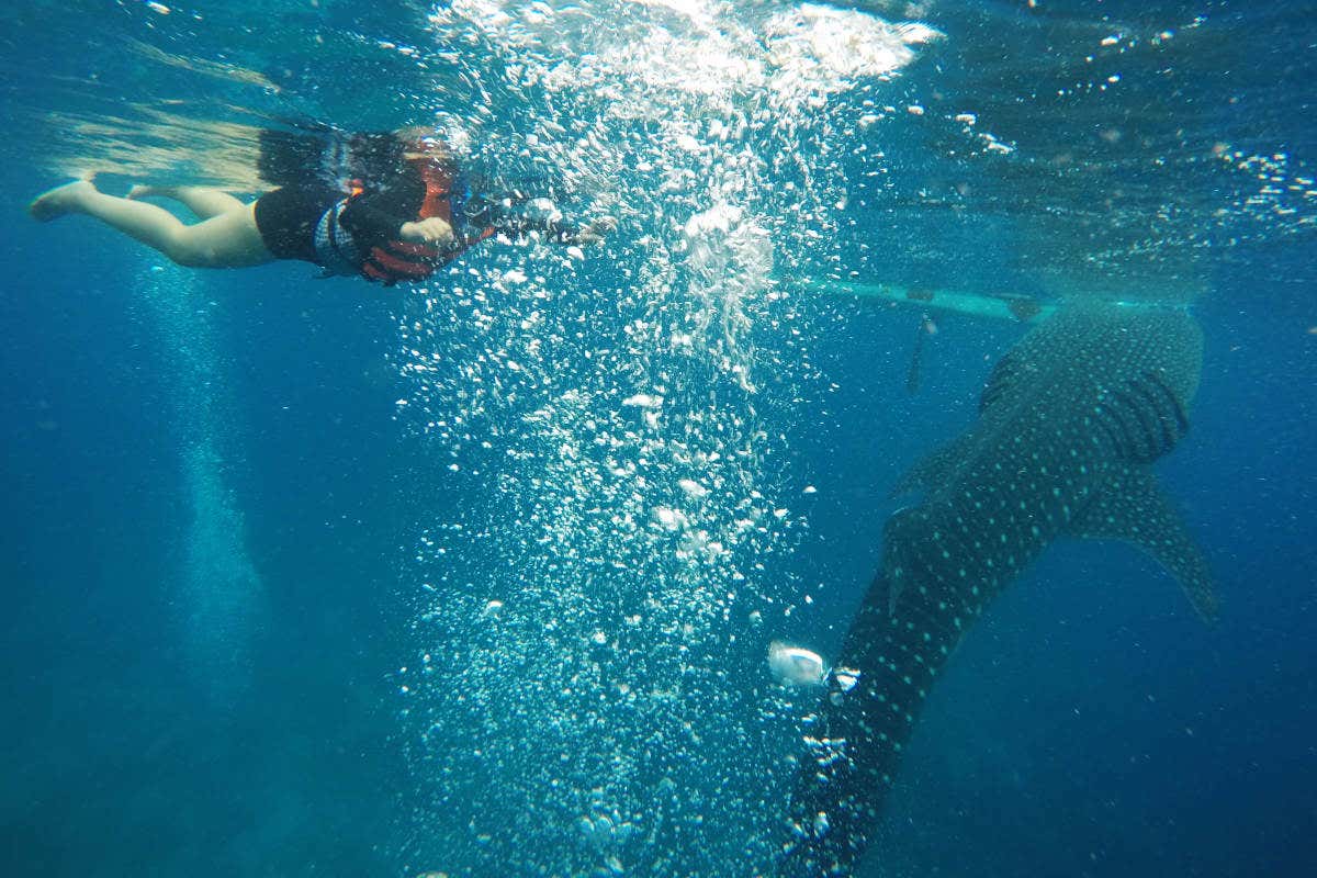 Uma pessoa nadando debaixo d'água perto de um grande tubarão-baleia, com bolhas subindo à superfície. Essa é uma das dicas de o que fazer nas Filipinas.