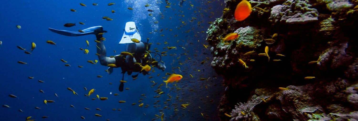 Um mergulhador nada perto de um recife de coral, em Ilhabela, cercado por muitos peixes pequenos laranja e amarelos em águas azuis profundas. Representa o passeio Mergulho noturno em Ilhabela