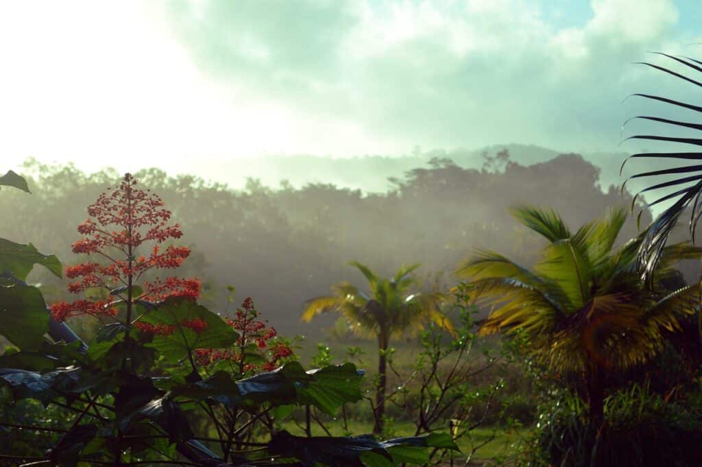 Paisagem tropical com flores vermelhas, palmeiras e neblina subindo sobre colinas distantes sob um céu nublado na Guiana Francesa. Ilustra o post de eSIM Guiana Francesa.