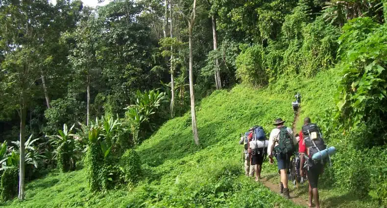 Um grupo de caminhantes com mochilas caminha por uma estreita trilha de terra em meio à densa vegetação verdejante da floresta em Kokoda Track. Imagem para ilustrar post sobre eSIM Papua Nova Guiné.