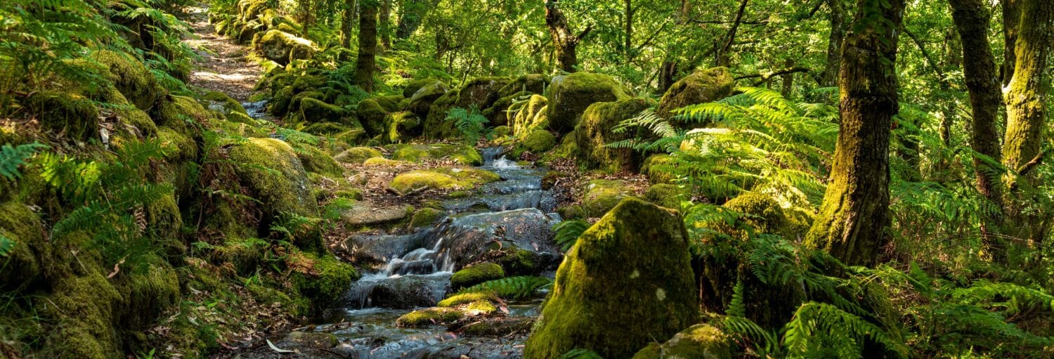 Um pequeno riacho corre sobre rochas em uma floresta verdejante com pedras cobertas de musgo e samambaias ao longo do caminho. A foto é capa do post de Canyoning no Parque Nacional da Peneda-Gerês.