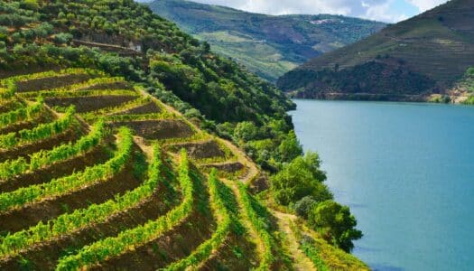 Cruzeiro de 1 dia a Régua: Explore a capital do vinho!