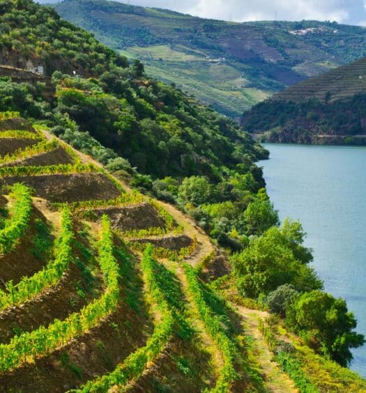 Vinhedos em terraços em uma encosta verde com vista para um rio largo, com montanhas ao fundo sob um céu parcialmente nublado. A foto é capa do post do Cruzeiro de 1 dia a Régua.