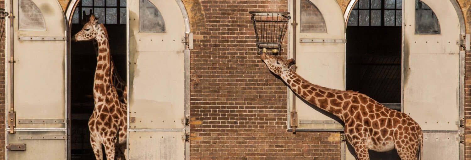 Duas girafas estão em frente a um prédio de tijolos; uma delas está comendo em uma cesta pendurada perto de uma janela aberta.