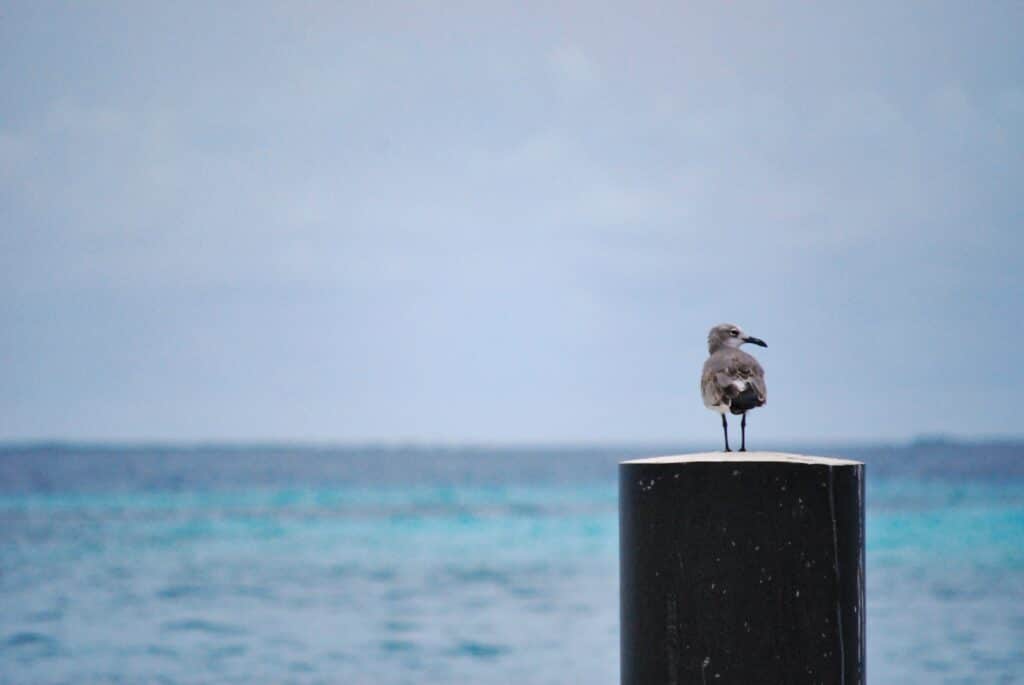 Uma única gaivota está em um poste preto com vista para o oceano sob um céu nublado. Ilustra o eSIM Los Roques.