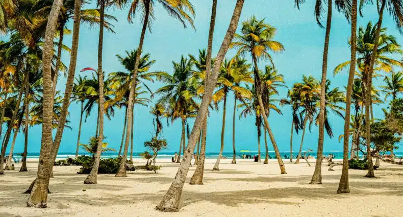 Palmeiras altas em uma praia de areia na Venezuela com céu azul e oceano ao fundo; algumas pessoas e guarda-sóis são visíveis.