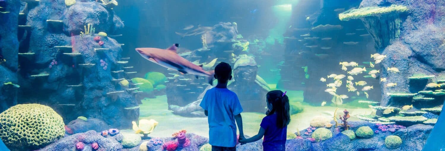 Duas crianças estão em frente a um grande tanque de aquário, observando um tubarão e vários peixes nadando entre rochas e corais. Imagem para ilustrar post sobre o ingresso do SEA LIFE® Sydney.