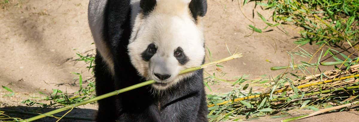 Um panda gigante segura um talo de bambu na boca enquanto está em uma superfície de terra com bambu espalhado. A imagem ilustra o post sobre Ingresso do Zoo Aquarium.