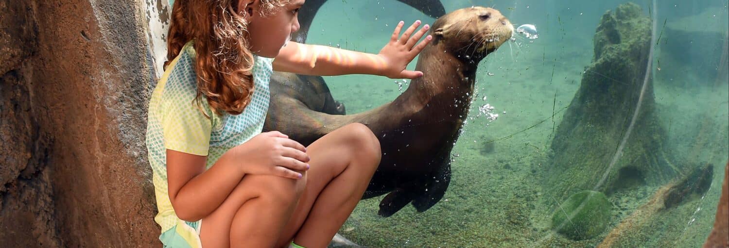 Menina sentada próxima a um vidro de aquário interagindo com uma lontra submersa. A lontra está próxima à superfície da água, enquanto a criança estende a mão para tocar o vidro. O ambiente remete a uma área de exposição do Zoo Miami. Ingresso do Zoo Miami permite esse contato próximo com a vida selvagem. Cena que transmite curiosidade e encantamento.
