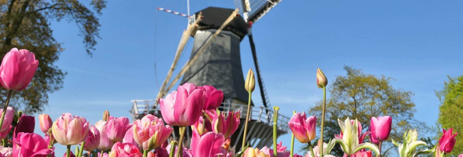 Um moinho de vento com tulipas rosas em volta. Excursão a Keukenhof e Zaanse Schans