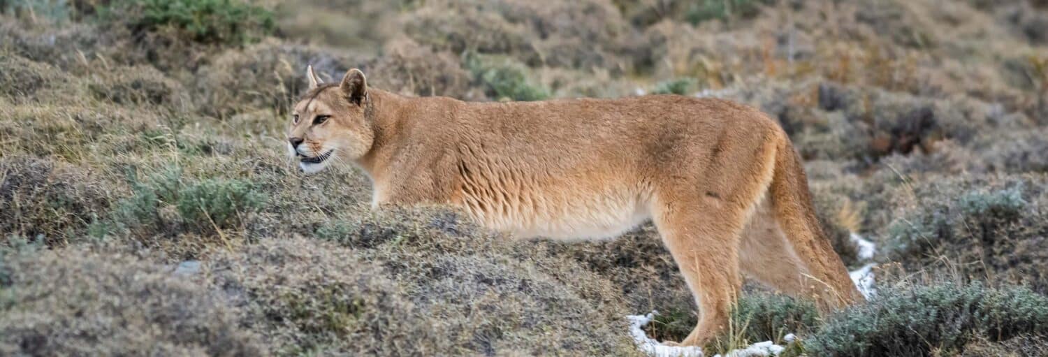 Um puma caminha por uma encosta rochosa e gramada com manchas de neve no chão. A foto é capa do post da Excursão ao Parque Safári de Rancagua.