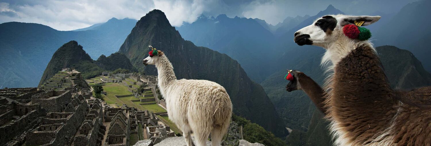 Duas lhamas com decorações coloridas nas orelhas estão em frente às antigas ruínas de Machu Picchu, com montanhas ao fundo na Selva de Machu Picchu e Vale Sagrado em 4 dias