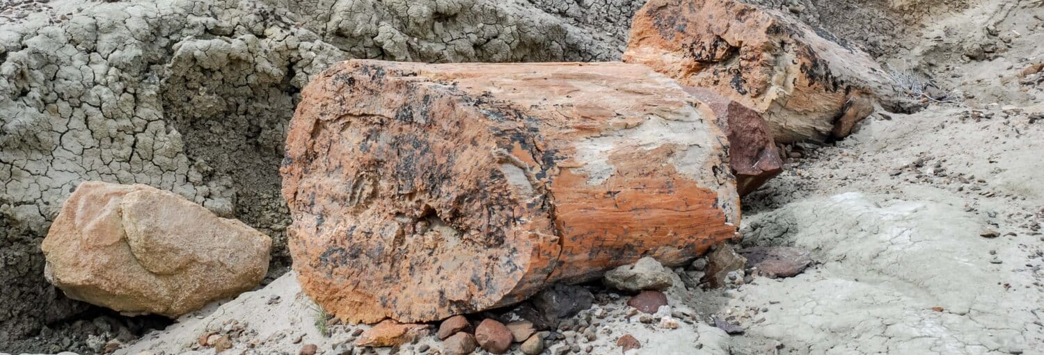 Seção grande e redonda de madeira petrificada sobre terreno rochoso com pedras e sujeira espalhadas ao fundo. Imagem para ilustrar post sobre a trilha pelo bosque petrificado La Leona.
