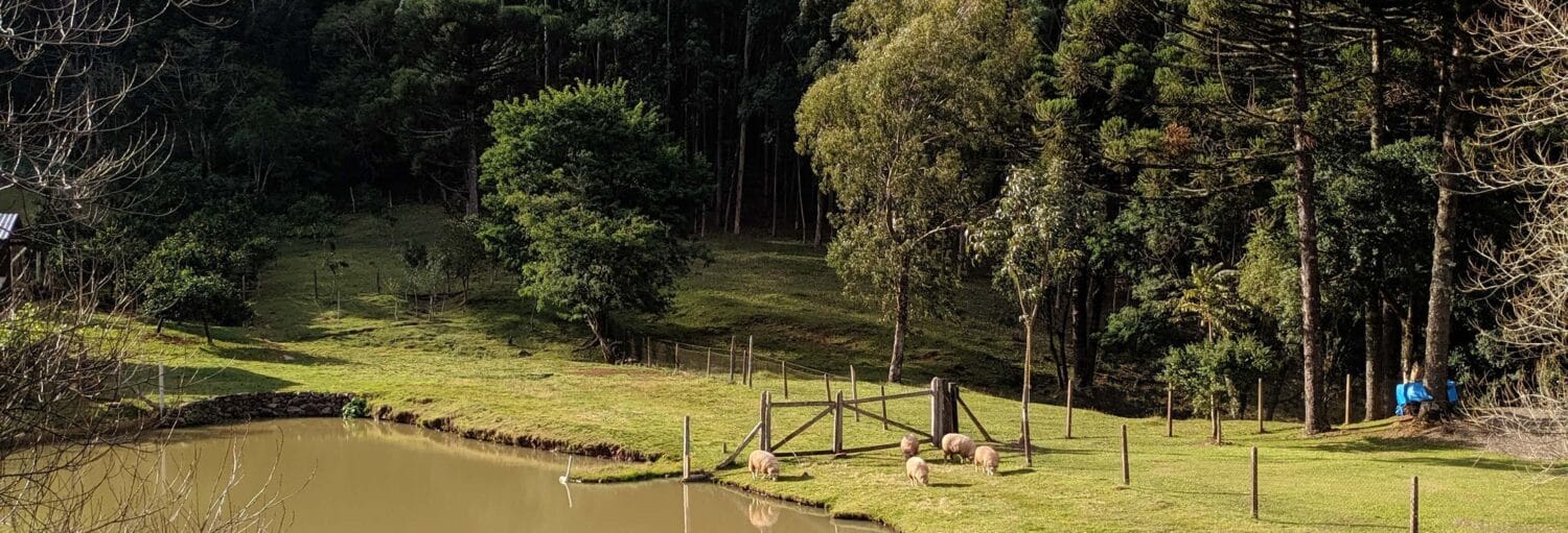 Um pequeno lago e um campo gramado com ovelhas pastando, um portão de madeira e árvores densas ao fundo. - Tour no Vale do Quilombo com café e bailinho de Kerb