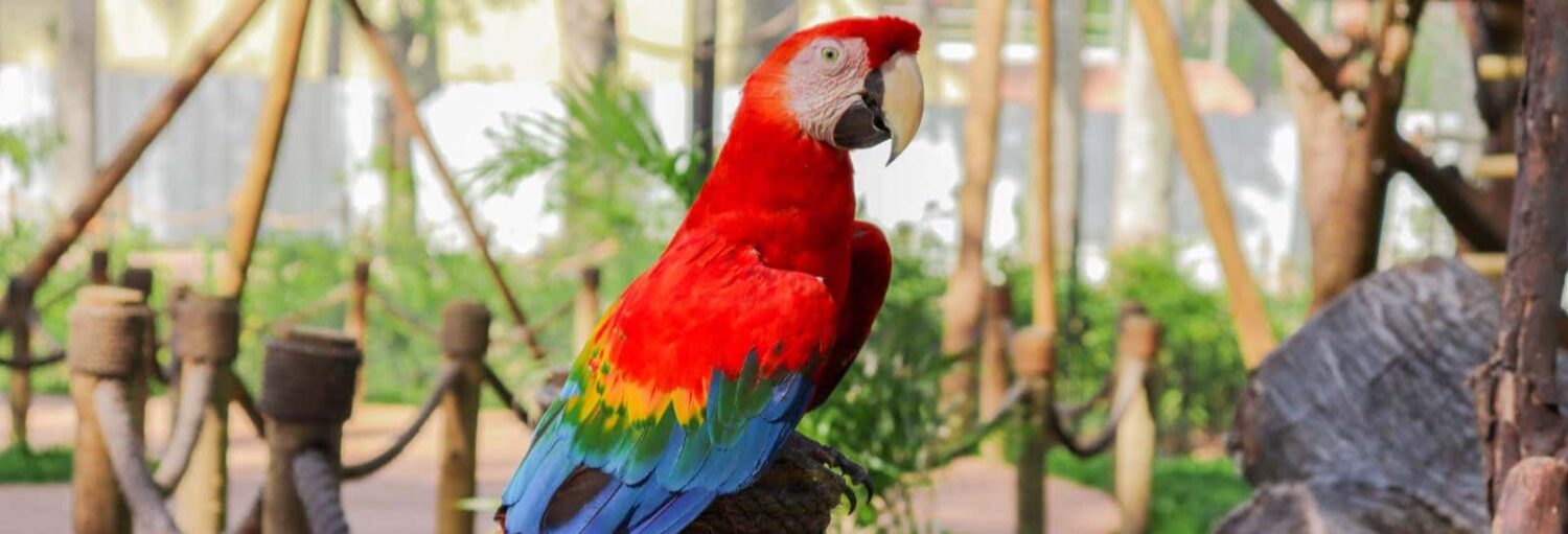 Uma arara vermelha com penas vermelhas, amarelas e azuis está empoleirada em um galho em um ambiente externo. A imagem ilustra o post sobre Ingresso do BioParque Zoológico com transporte.