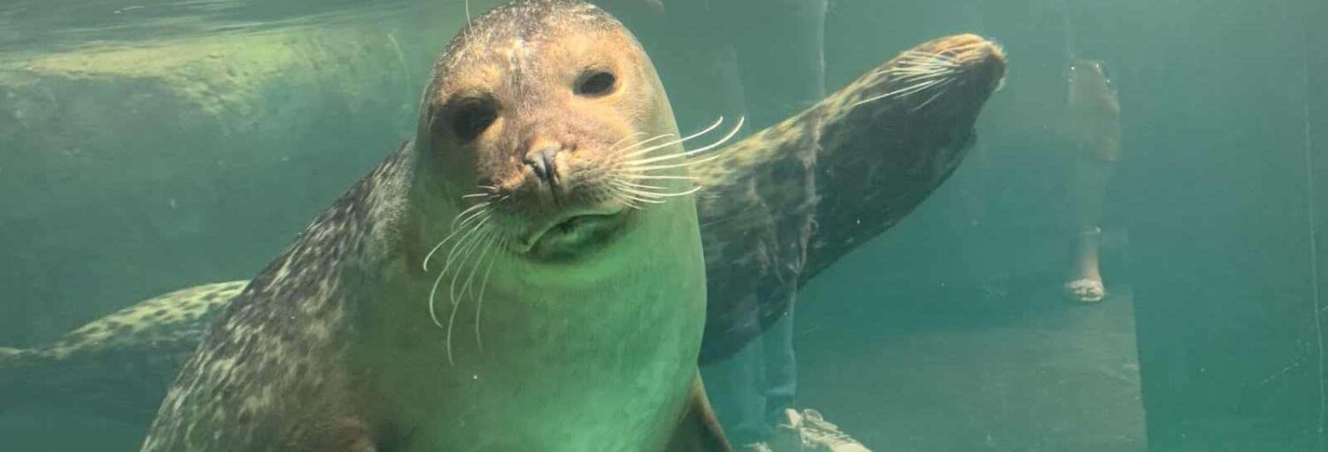 Uma foca-do-porto nada debaixo d'água, de frente para a câmera, durante uma visita ao Aquário de São Paulo.