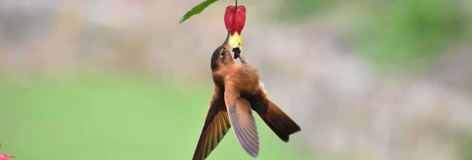 Um pássaro marrom e amarelo se alimenta de uma flor rosa, Avistamento de aves no Cerro de Monserrate, com um fundo verde desfocado.
